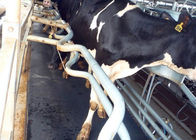Verdraag de Gematigde Rubbermat van Melkende Machinereserveonderdelen voor Koeien Status